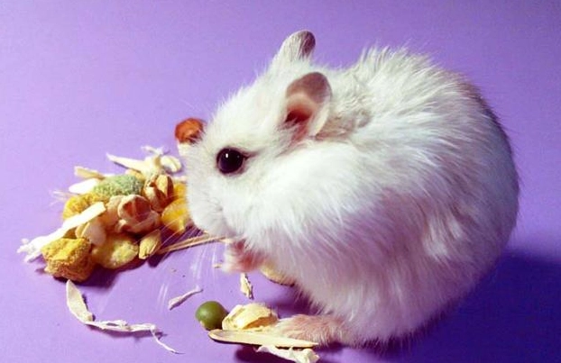 如何養寵物鼠 如何養寵物鼠