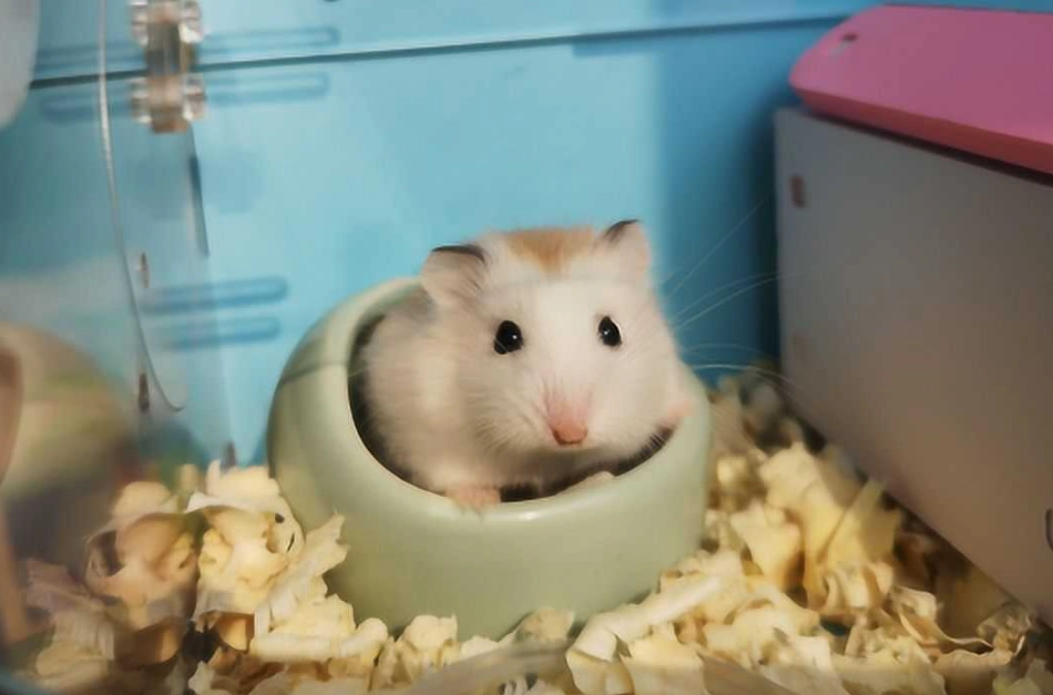 幼鼠照顧 幼鼠照顧