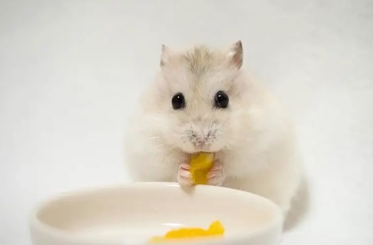 倉鼠不能吃的東西