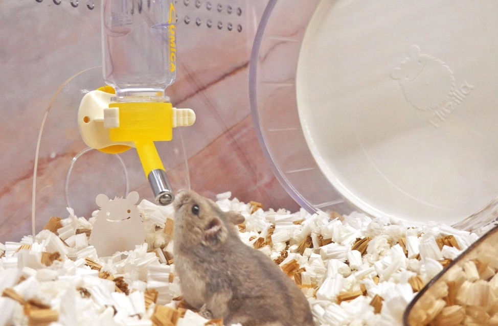 倉鼠品種介紹 倉鼠品種介紹