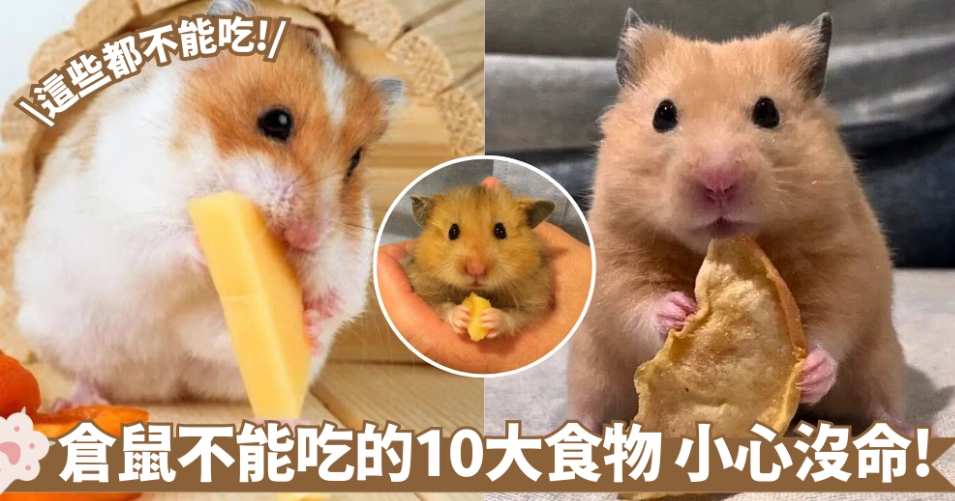 倉鼠不能吃什麼