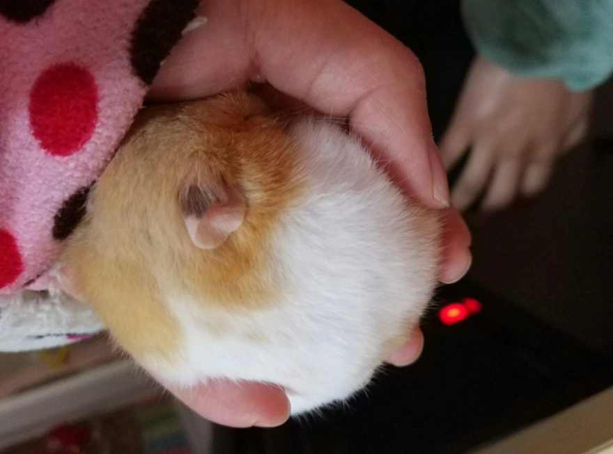 倉鼠寶寶 倉鼠寶寶