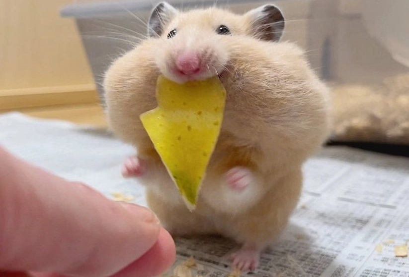 倉鼠挑選 倉鼠挑選