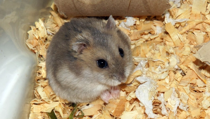 老鼠籠子佈置 老鼠籠子佈置