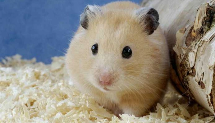 老鼠飼養 老鼠飼養