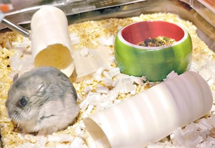 倉鼠中暑預防