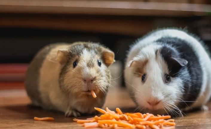 天竺鼠飼料推薦