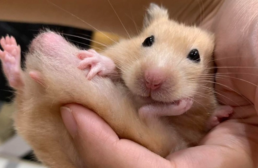 哪種倉鼠比較好養