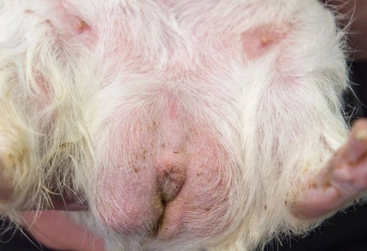 天竺鼠籠子清理