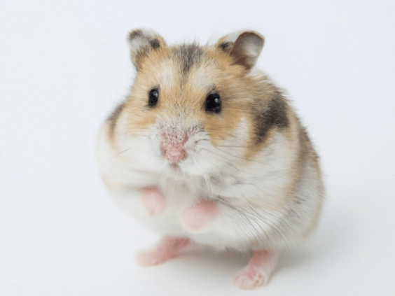 溫馴倉鼠品種 溫馴倉鼠品種