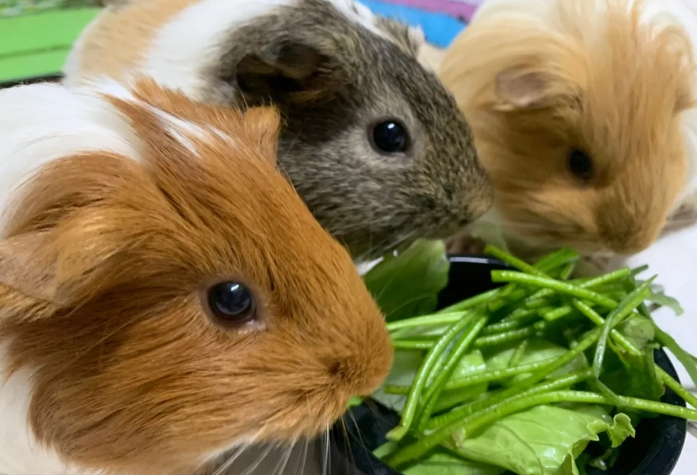 天竺鼠飼料成分