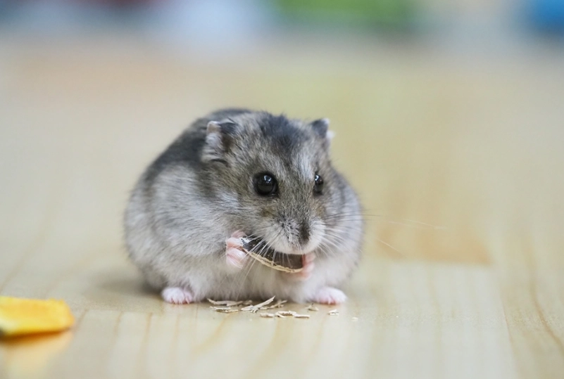 倉鼠怕熱 倉鼠怕熱