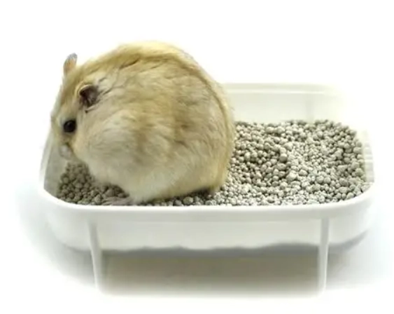 倉鼠降溫方法 倉鼠降溫方法