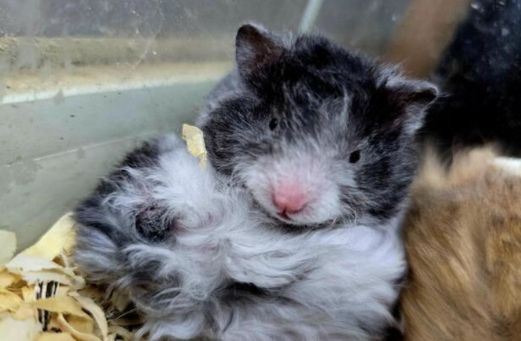 黃金鼠 飼養 注意事項