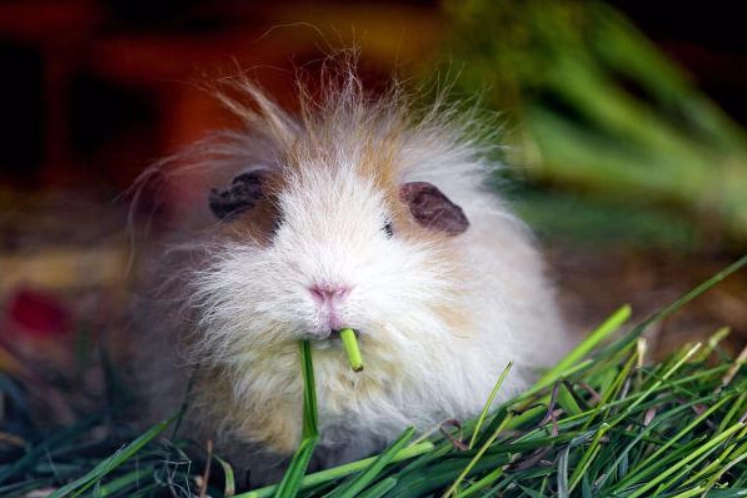 天竺鼠吃什麼
