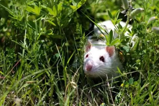 倉鼠中暑急救