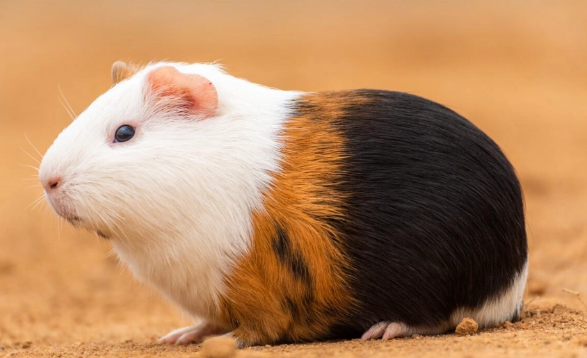 天竺鼠衛生護理