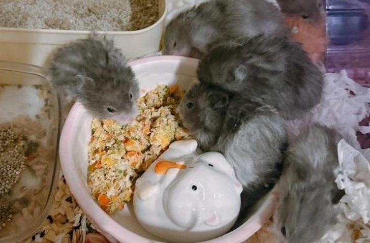 波利鼠 黃金鼠 差別