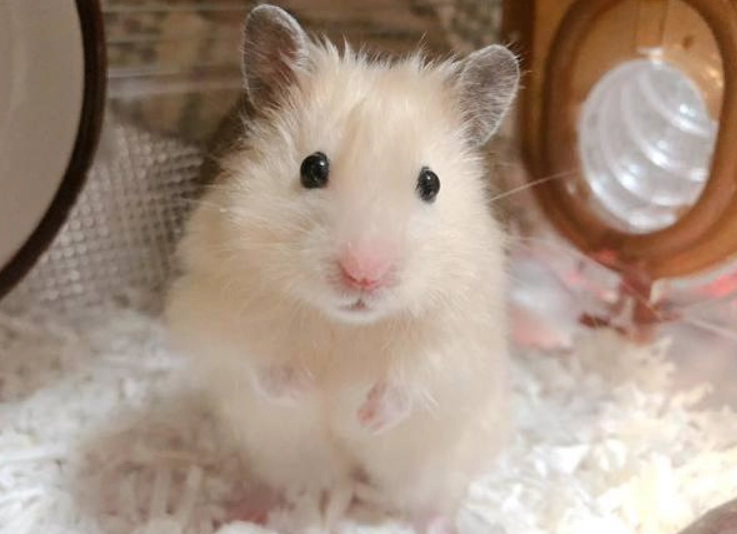 倉鼠中暑怎麼辦