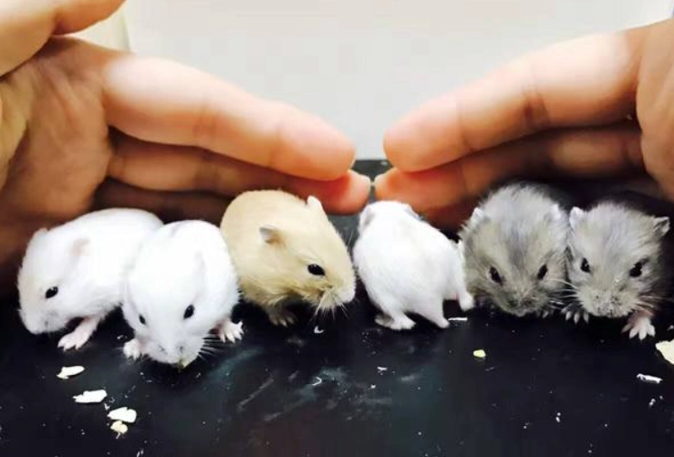 倉鼠親人 倉鼠親人