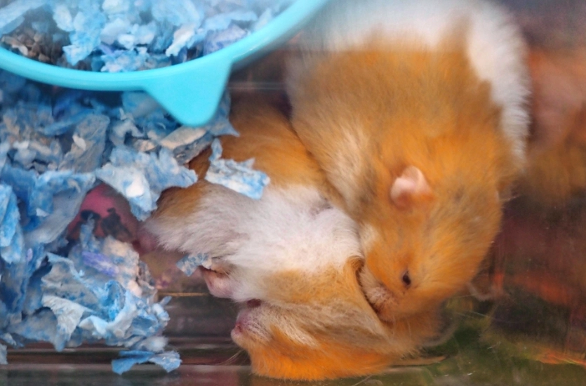 倉鼠夏季照顧 倉鼠夏季照顧