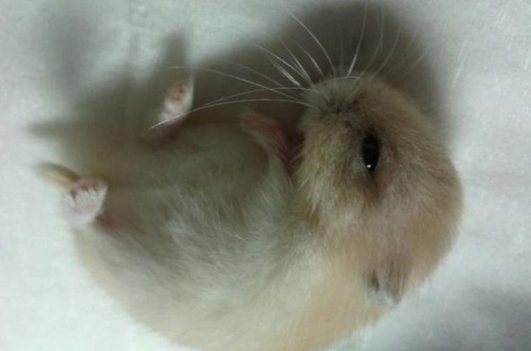 倉鼠休克急救