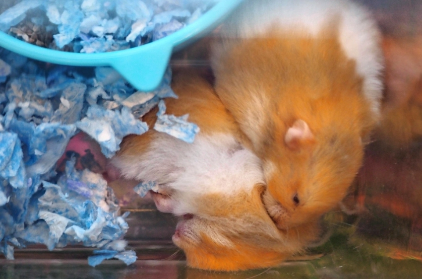 倉鼠降溫方法
