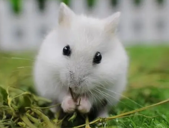 倉鼠親人 倉鼠親人