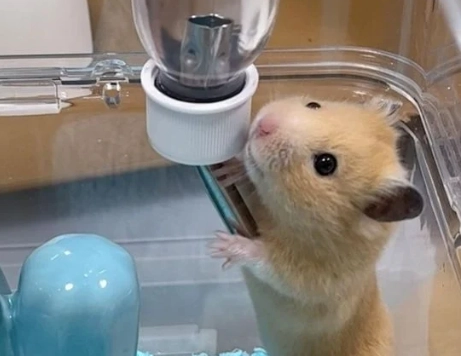 倉鼠中暑怎麼辦