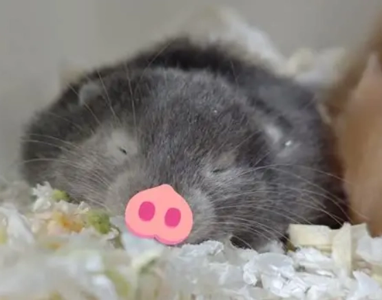 黃金鼠 飼養 注意事項