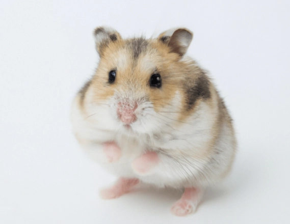 哪種倉鼠比較好養