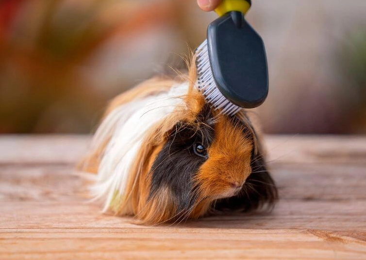 天竺鼠衛生護理