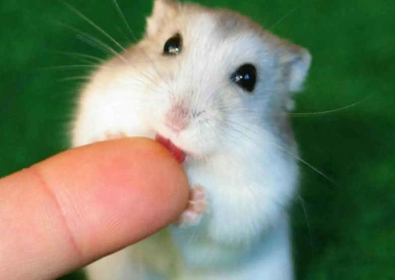 寵物鼠智力訓練