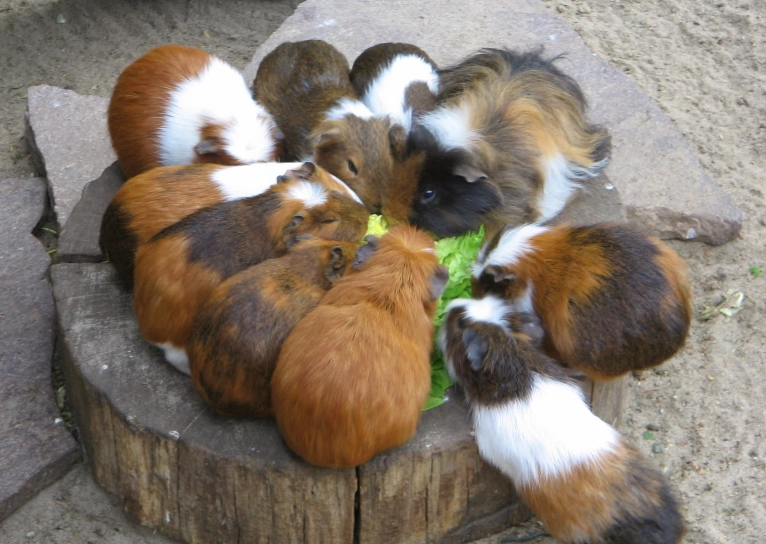 天竺鼠飼料成分