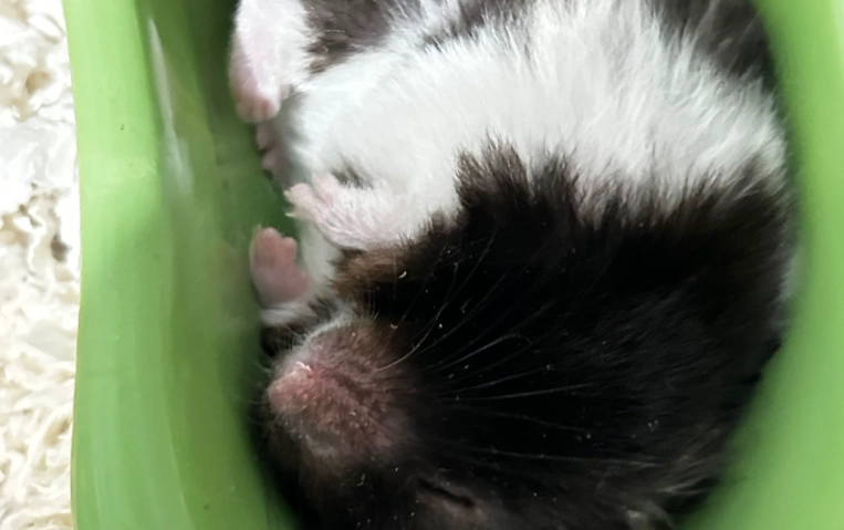 倉鼠怕冷還是怕熱