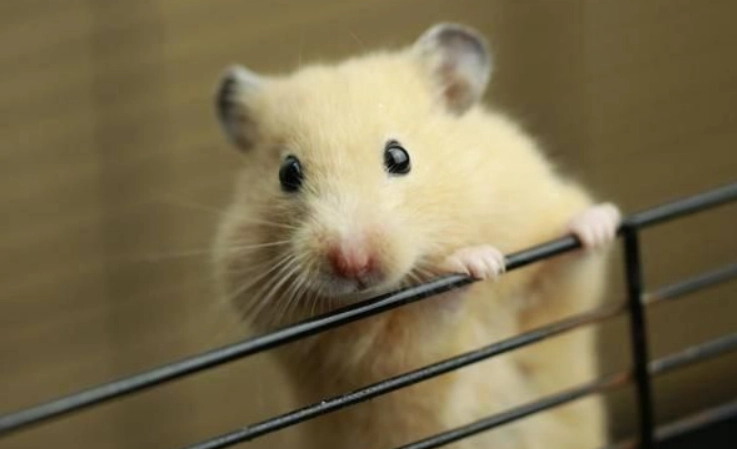 寵物鼠智力訓練