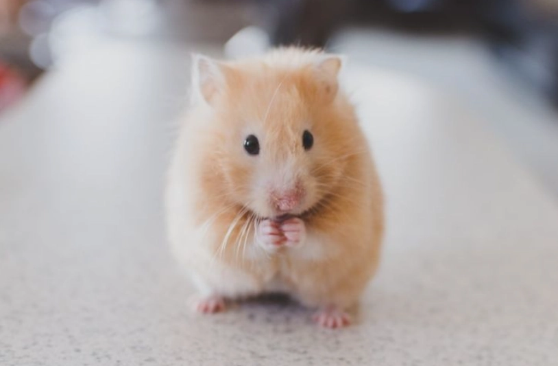 倉鼠中暑怎麼辦