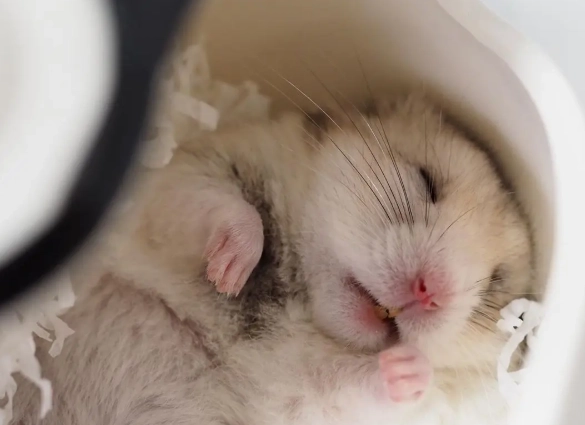 倉鼠中暑怎麼辦