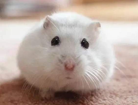 倉鼠熱衰竭急救