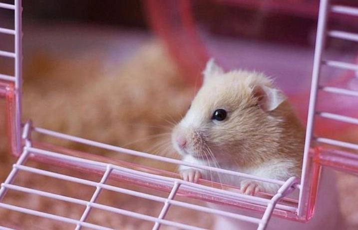 倉鼠中暑預防