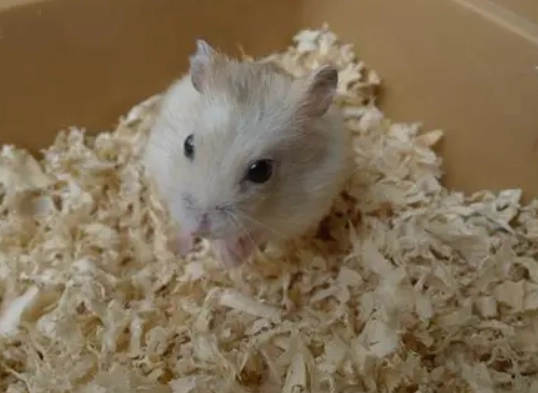 倉鼠休克急救