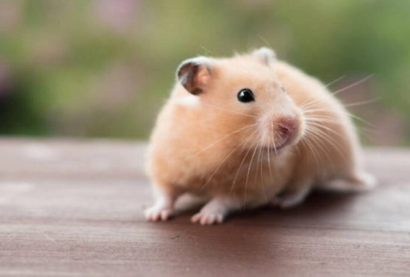 波利鼠 黃金鼠 差別