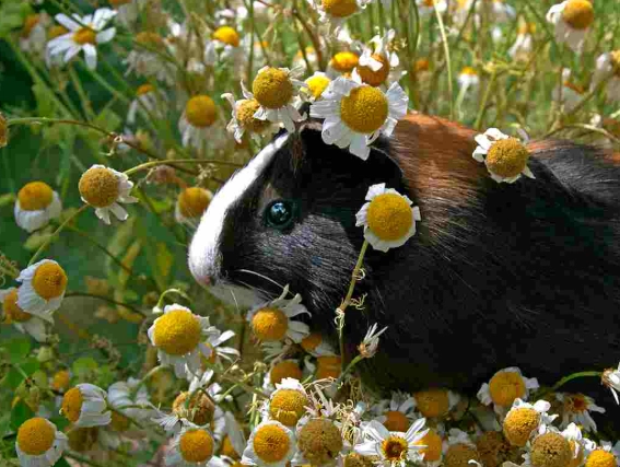 寵物鼠清潔方法