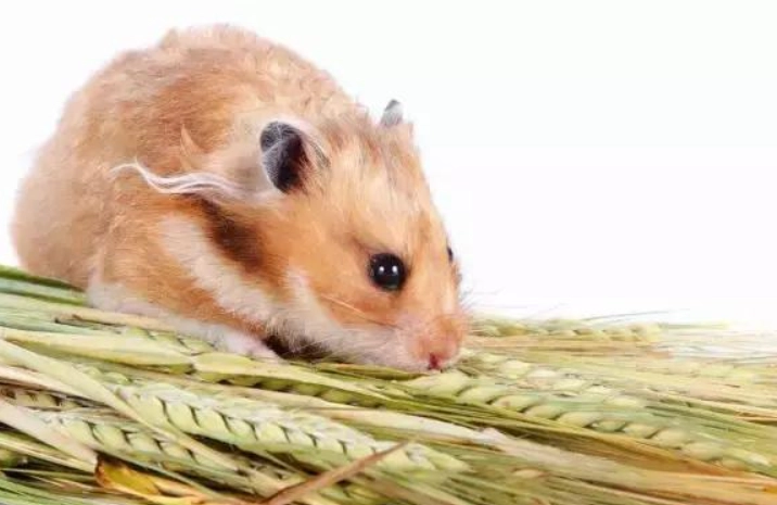 倉鼠夏季照顧 倉鼠夏季照顧