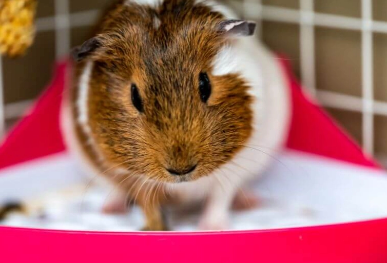 天竺鼠籠子清理