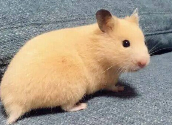 寵物鼠智力訓練