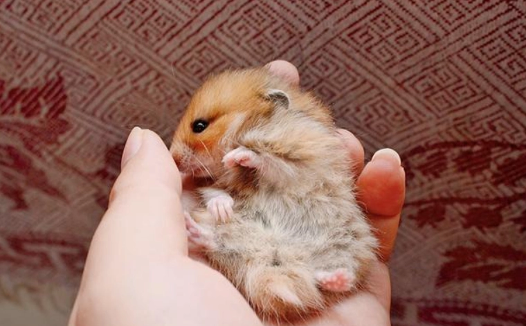 倉鼠熱衰竭急救