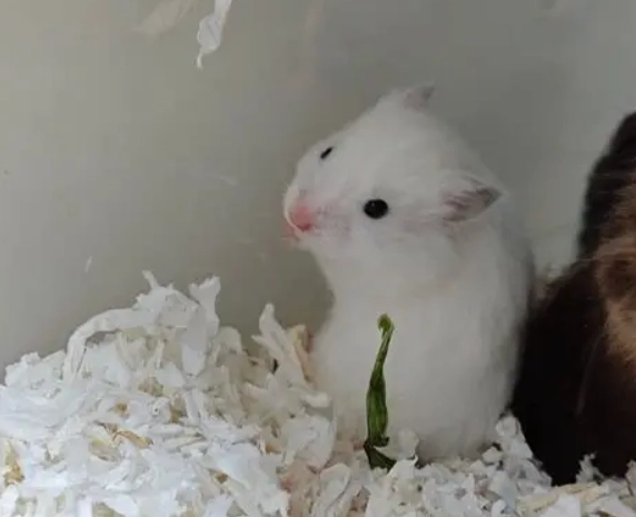 哪種倉鼠比較好養