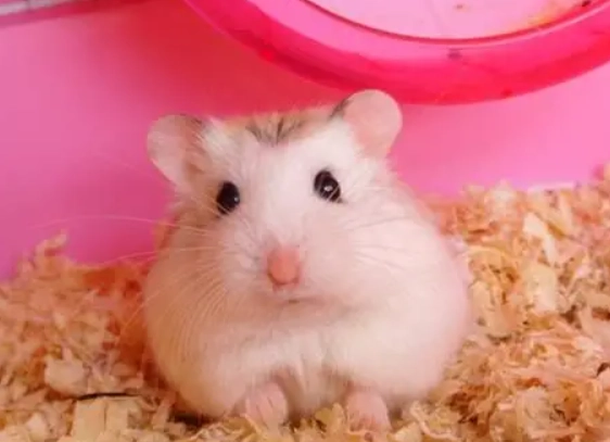 倉鼠降溫方法