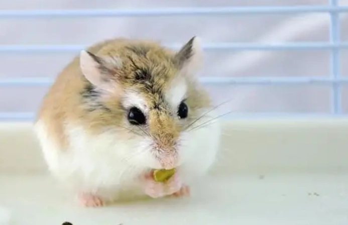 倉鼠中暑預防